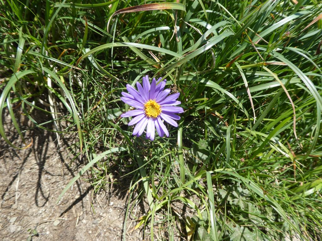Aster alpinus (Asteraceae)